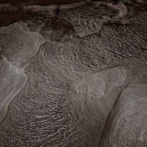 Nature Study #2 | Limited Edition | Patrick Donald