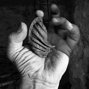 Nature Study #4 | Limited Edition | Patrick Donald