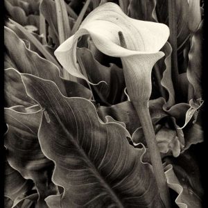 Plant Fine Art | Limited Edition | Patrick Donald