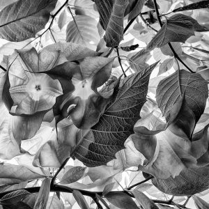 Foliage | Patrick Donald Foliage | Patrick Donald