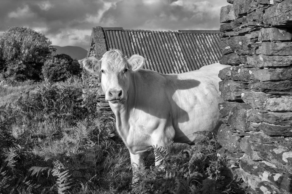 Capturing the Quirky and Inquisitive Animals of Ireland