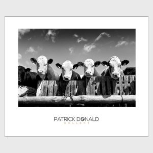 Curious Cows | Poster | Patrick Donald Curious Cows | Poster | Patrick Donald