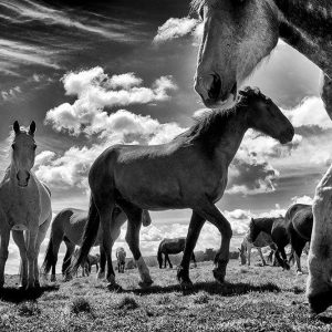 Horses Play in Wicklow | Signature Print | Patrick Donald