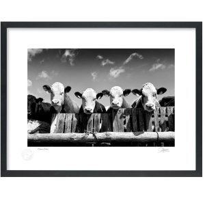 Curious Cows | Signature Print | Patrick Donald