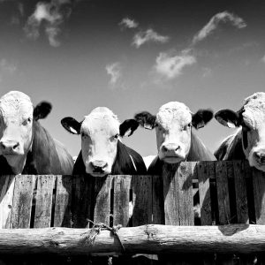 Curious Cows | Acrylic Finish | Patrick Donald