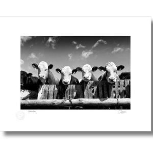 Curious Cows | Signature Print | Patrick Donald