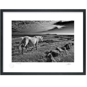 Connemara Pony | Signature Print | Patrick Donald