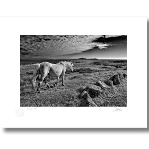 Connemara Pony | Signature Print | Patrick Donald