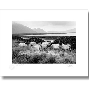 Mayo Sheep, Achill | Signature Print | Patrick Donald