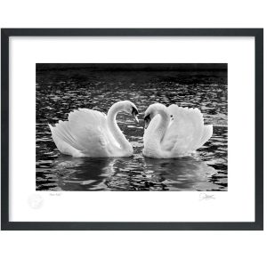 Swan Lake | Signature Print | Patrick Donald