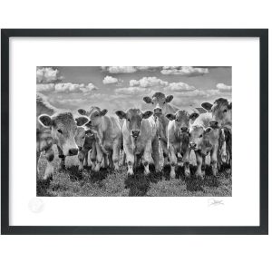 Curious Calves | Signature Print | Patrick Donald Curious Calves | Signature Print | Patrick Donald