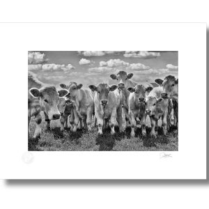 Curious Calves | Signature Print | Patrick Donald Curious Calves | Signature Print | Patrick Donald