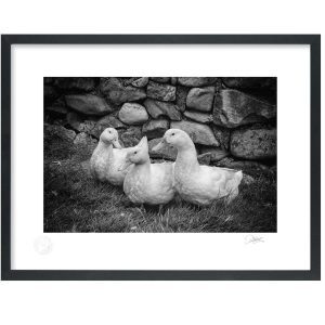 Ducks | Signature Print | Patrick Donald