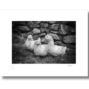 Ducks | Signature Print | Patrick Donald
