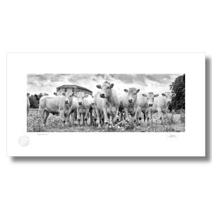 Inquisitive Cows | Signature Print | Patrick Donald