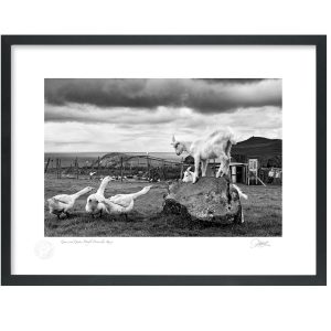 Geese and Goats, Co Kerry | Signature Print | Patrick Donald