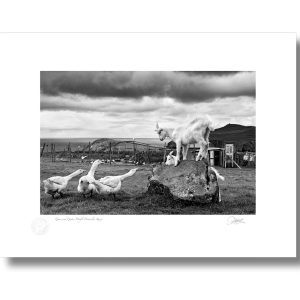 Geese and Goats, Co Kerry | Signature Print | Patrick Donald