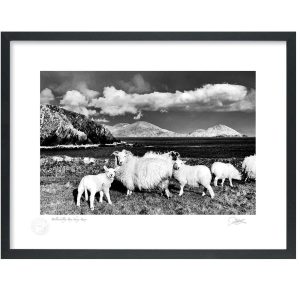 Ballinskelligs Bay Sheep, Kerry | Signature Print | Patrick Donald