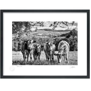 Kilkenny Calves | Signature Print | Patrick Donald