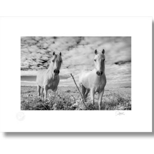 Connemara Horses | Signature Print | Patrick Donald
