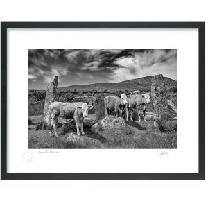 Beara Calves, West Cork | Signature Print | Patrick Donald