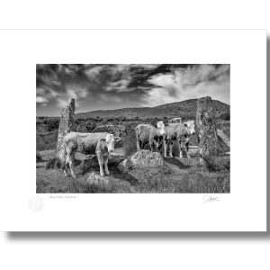 Beara Calves, West Cork | Signature Print | Patrick Donald