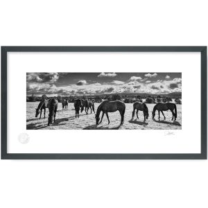 Real Ireland Horses | Signature Print | Patrick Donald