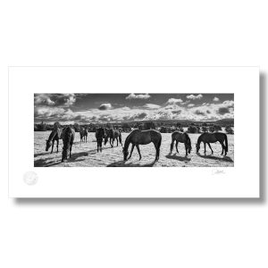 Real Ireland Horses | Signature Print | Patrick Donald