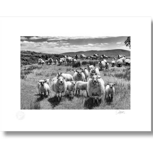 West Cork Sheep | Signature Print | Patrick Donald