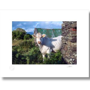 Curious Cork Cow | Signature Print | Patrick Donald