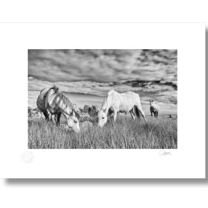 Connemara Grazing | Signature Print | Patrick Donald