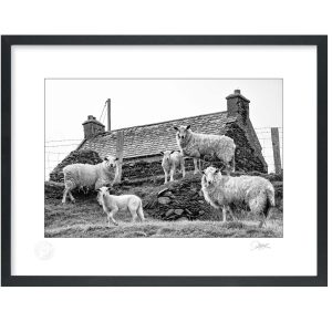 Dursey Island Sheep | Signature Print | Patrick Donald