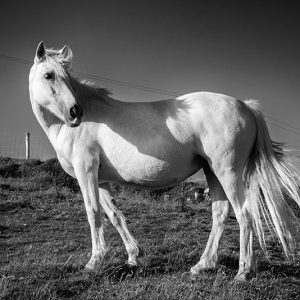 Don’t Look Back in Anger | Patrick Donald