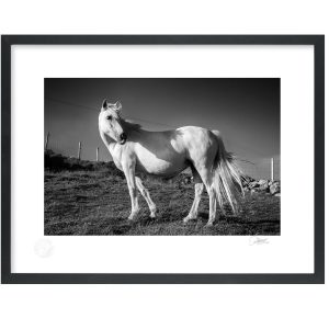 Don’t Look Back in Anger | Patrick Donald