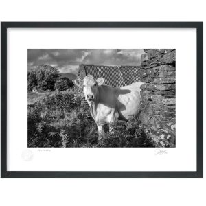 West Cork Cow | Patrick Donald
