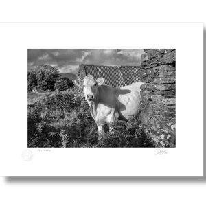 West Cork Cow | Patrick Donald