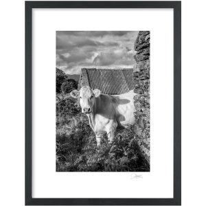 Inquisitive Cow | Signature Print | Patrick Donald