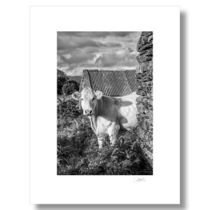 Inquisitive Cow | Signature Print | Patrick Donald