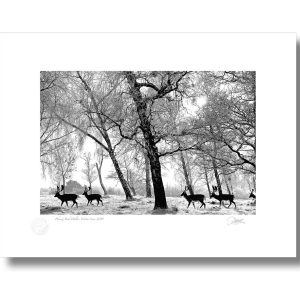 Phoenix Park, Winter Scene 2010 | Signature Print | Patrick Donald