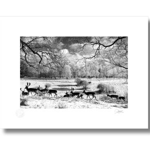 Phoenix Park Dublin 2010 | Signature Print | Patrick Donald