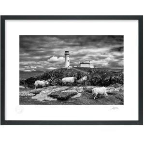 Fanad Lighthouse Sheep | Signature Print | Patrick Donald Fanad Lighthouse Sheep | Signature Print | Patrick Donald