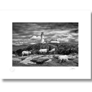 Fanad Lighthouse Sheep | Signature Print | Patrick Donald Fanad Lighthouse Sheep | Signature Print | Patrick Donald