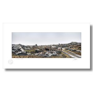 Connemara Horses | Patrick Donald Original Signed Photograph | Patrick Donald