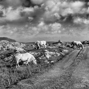 Connemara Dream | Limited Edition | Patrick Donald