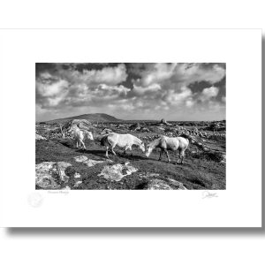 Connemara Dreaming | Signature Print | Patrick Donald