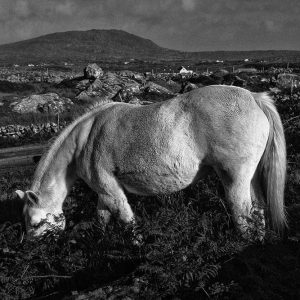 Connemara Torso | Limited Edition | Patrick Donald