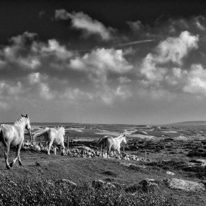 The Road To Freedom | Limited Edition | Patrick Donald