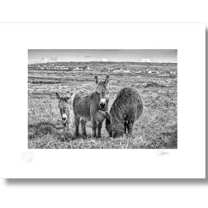 Aran Island Donkey’s | Signature Print | Patrick Donald Aran Island Donkey’s | Signature Print | Patrick Donald