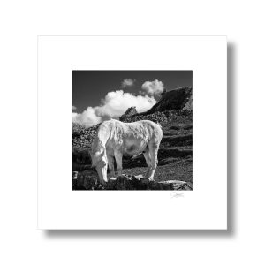 White Horse of Aran | Signature Print | Patrick Donald White Horse of Aran | Signature Print | Patrick Donald