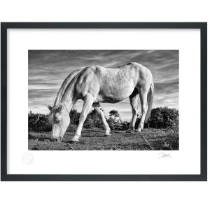 Connemara Lifeforce | Signature Print | Patrick Donald Connemara Lifeforce | Signature Print | Patrick Donald